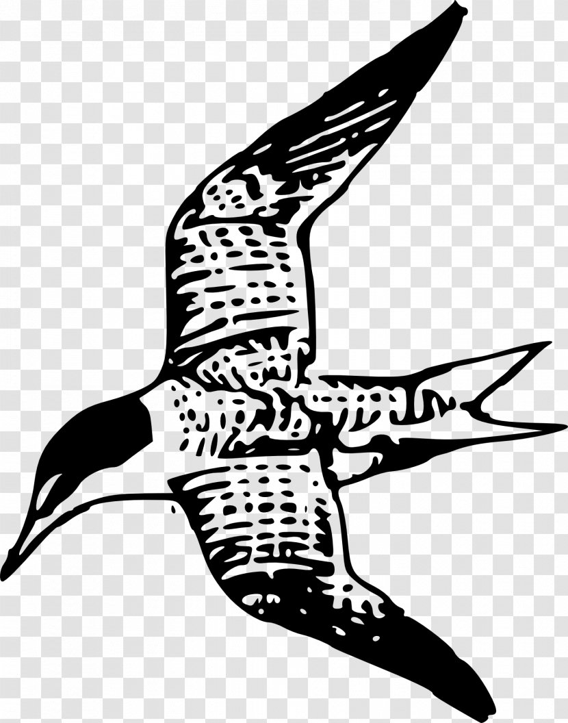 Bird Drawing Common Tern Clip Art Transparent PNG