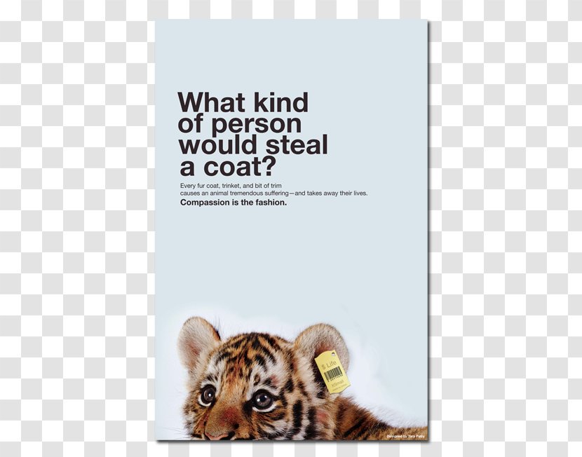 Tiger Poster Cat Jaguar Animal - Rights Transparent PNG