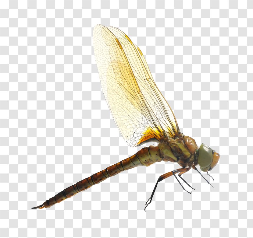 Dragonfly Insect Mosquito Photography - Organism Transparent PNG