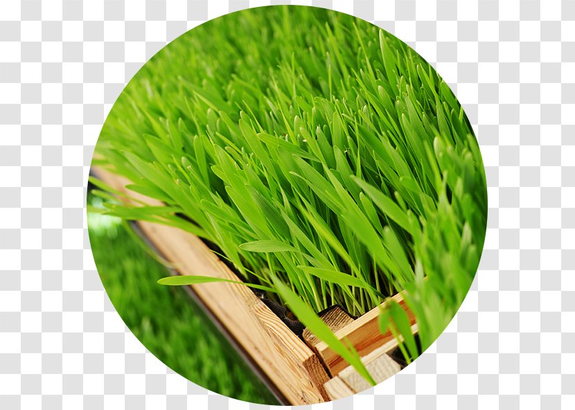 Wheatgrass Barley Health Grasses - Grass Transparent PNG