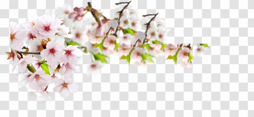 Download - Flower - Plum Transparent PNG