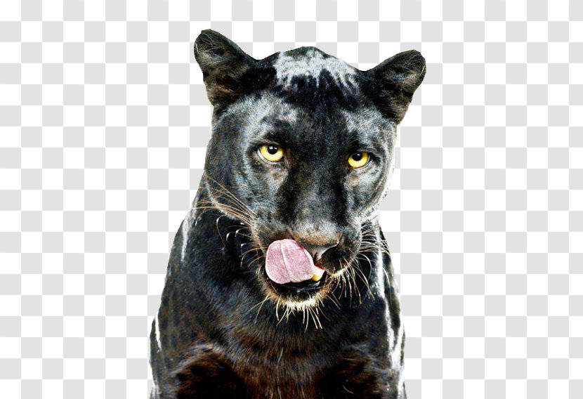 Leopard Black Panther GIF Dog Clip Art - Cat Like Mammal Transparent PNG