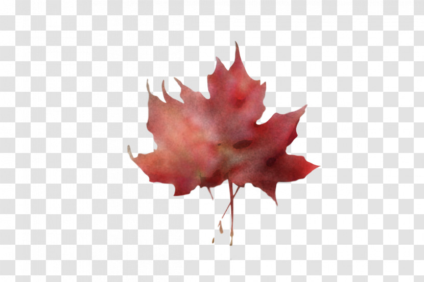 Leaf Maple Leaf / M Petal Red M-tree Transparent PNG