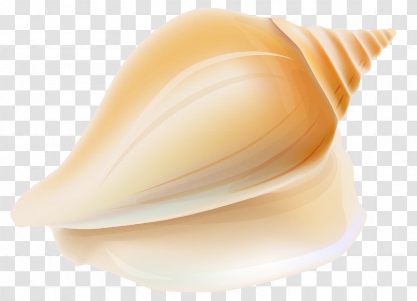Shankha Seashell Conchology - Transparent Clipart Transparent PNG