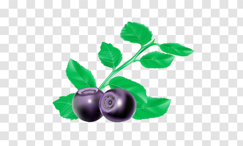Blueberry Bilberry Blackcurrant - Shutterstock - Cartoon Blueberries Transparent PNG