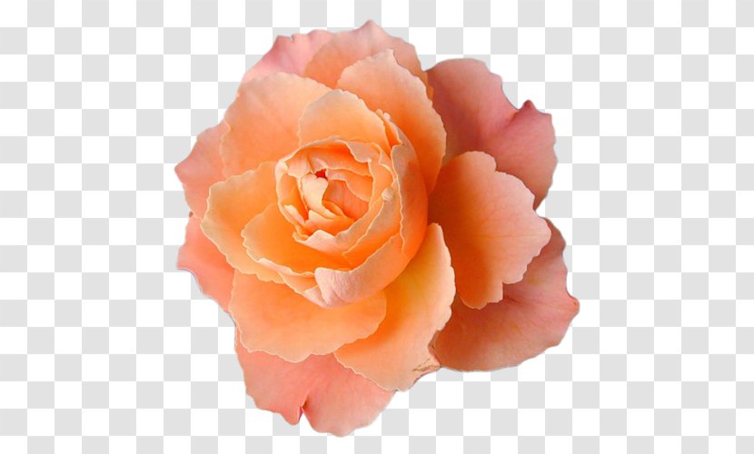 Light Flower Orange Desktop Wallpaper Centifolia Roses - Rose Transparent PNG