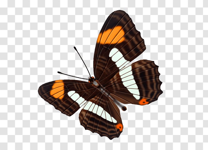 Butterfly Color Clip Art - Transparency And Translucency Transparent PNG