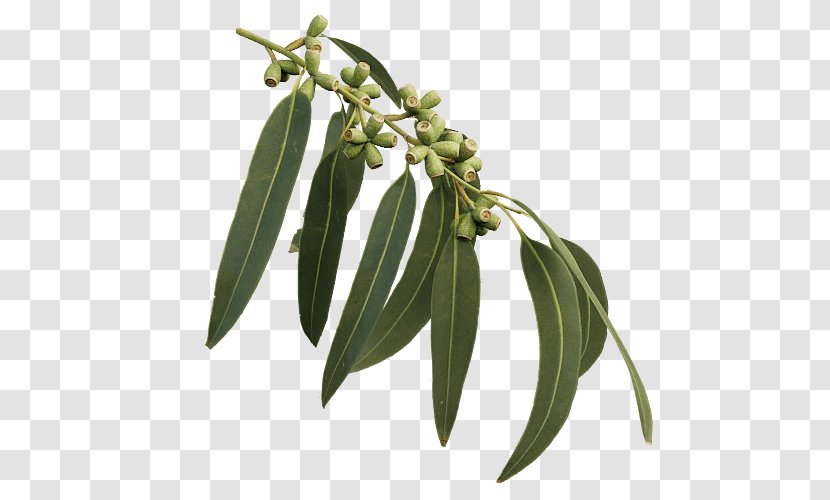 Eucalyptus Viminalis Leaf Tree Koala Plant Transparent PNG