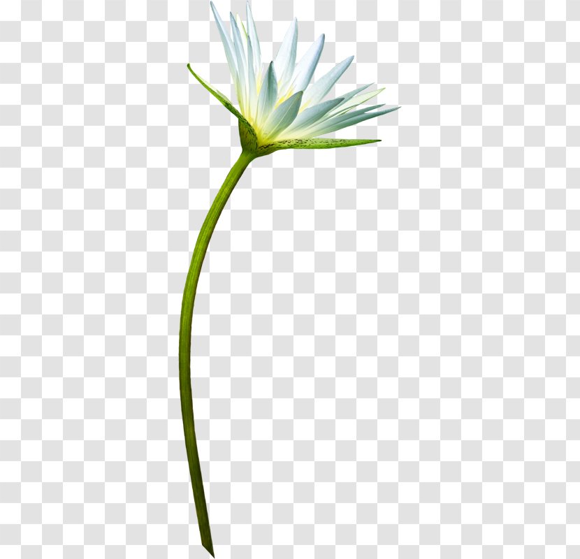 Petal Flower - Zi Transparent PNG