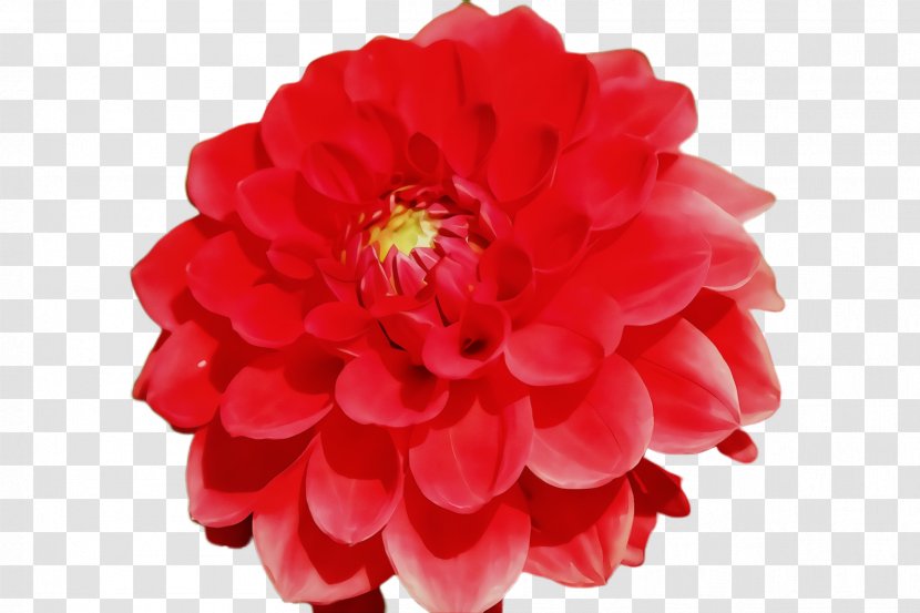 Artificial Flower - Watercolor - Peony Transparent PNG