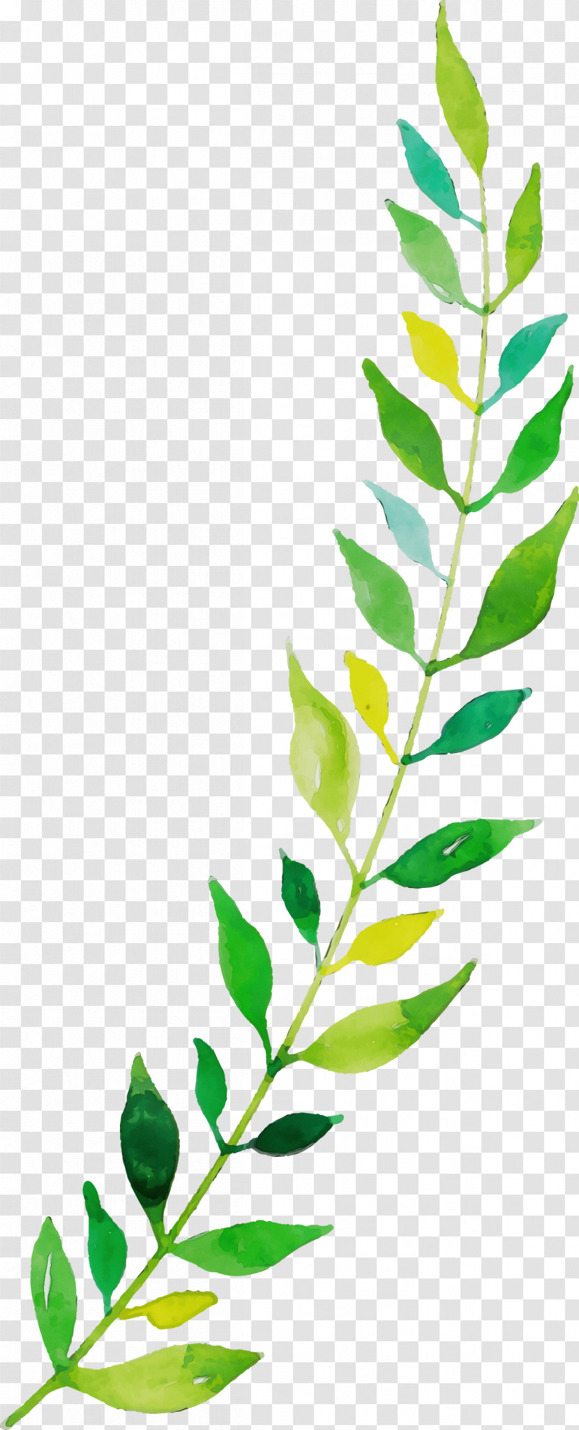 Twig Plant Stem Leaf Line Plants Transparent PNG