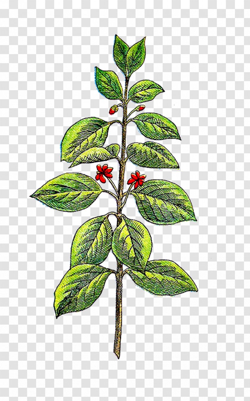 Herb Vintage Basil Clip Art - Tree Transparent PNG