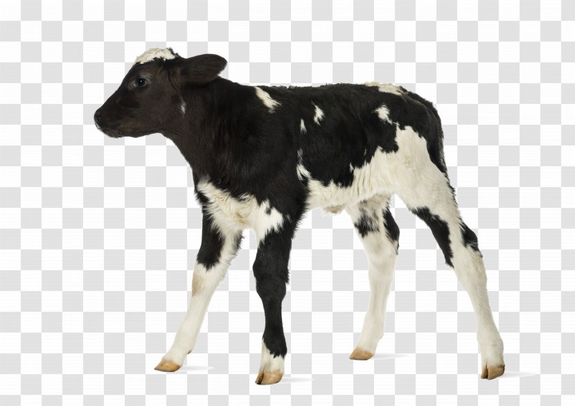 Cow-calf Operation Belgian Blue Hereford Cattle Stock Photography - Cow Goat Family Transparent PNG