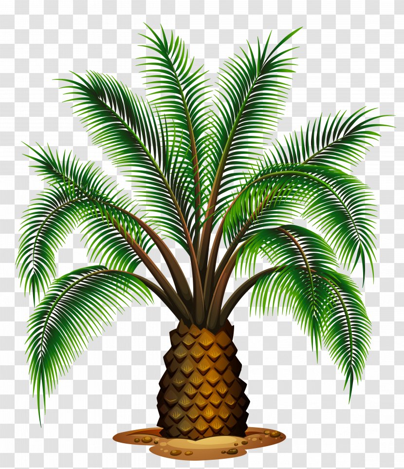 Palm Wine Washingtonia Filifera Robusta Trees - Arecales - Small Tree Transparent Picture Transparent PNG