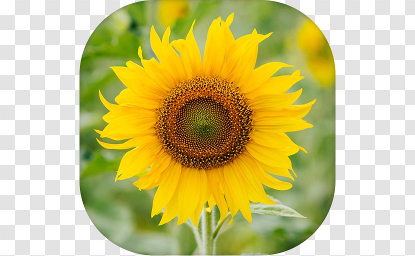 Common Sunflower Seed Dahlia - Proflowers - Flower Transparent PNG