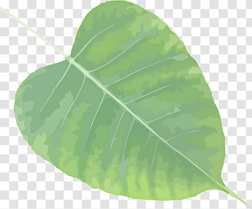 Bodhi Leaf Bodhi Day Bodhi Transparent PNG