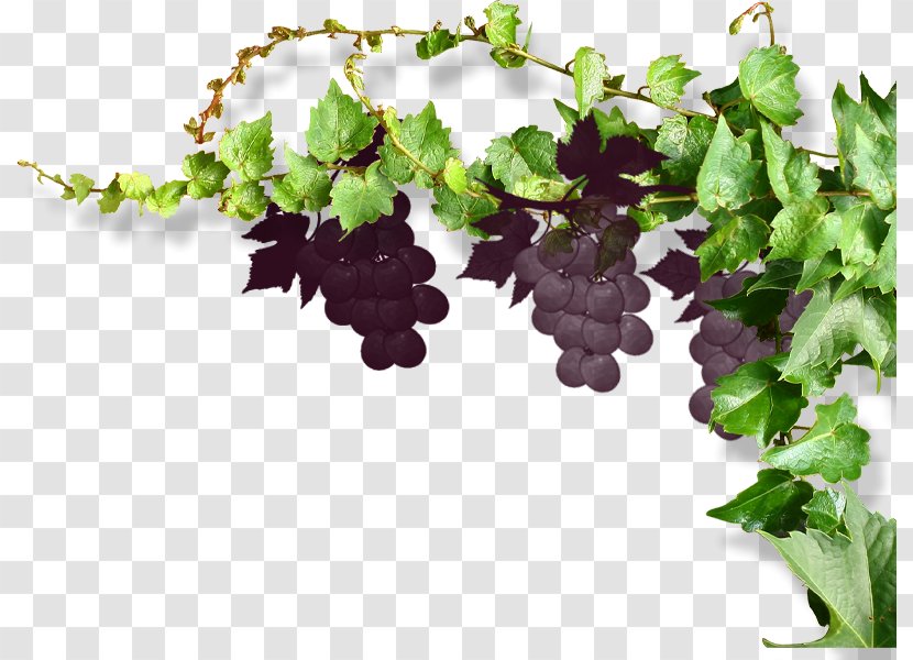 Common Grape Vine Wine - Flower - Vines And Grapes Transparent PNG