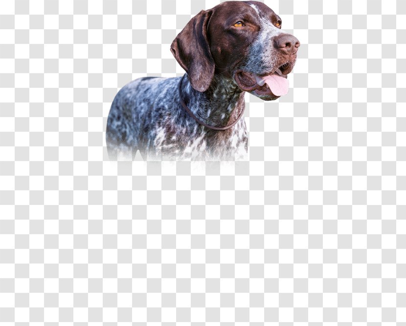Old Danish Pointer German Shorthaired Dog Breed Hunting - Crossbreed - Chow Transparent PNG