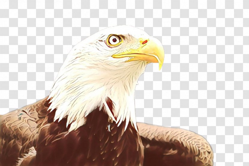 Bald Eagle Beak - Accipitriformes Transparent PNG