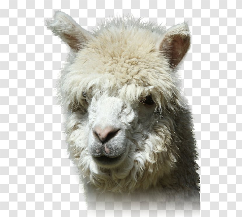 Alpaca Llama Fur Close-up Snout - Closeup Transparent PNG