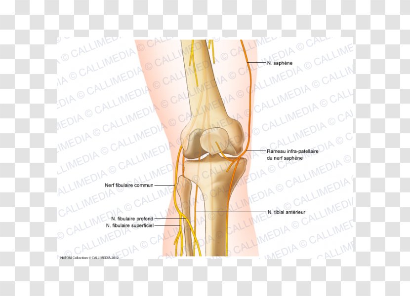 Knee Common Peroneal Nerve Anatomy Saphenous - Cartoon Transparent PNG