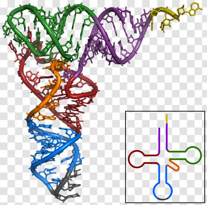 Transfer RNA Non-coding Ribosomal Messenger - Transcription - DNA Transparent PNG