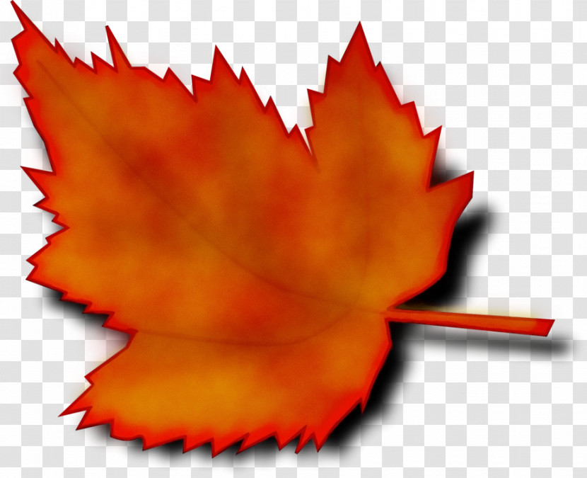 Maple Leaf Transparent PNG