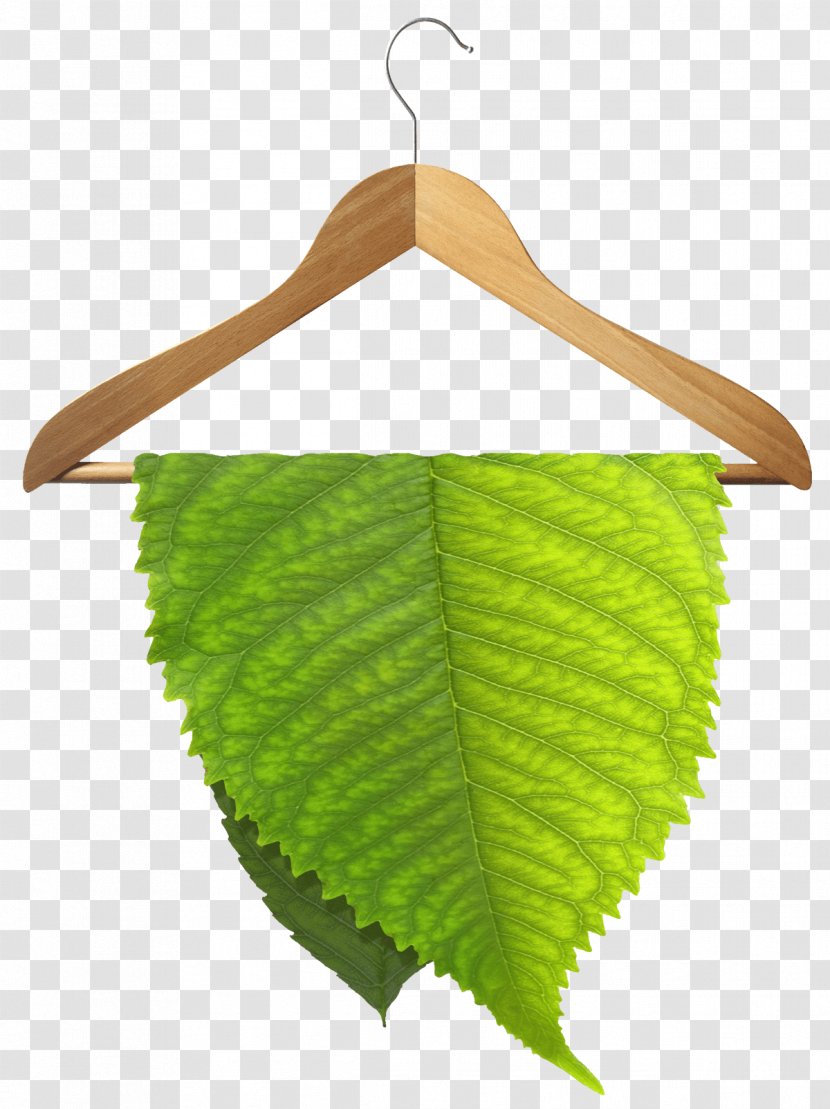 Dry Cleaning Wet Environmentally Friendly Cleaner - Grass - Natural Environment Transparent PNG