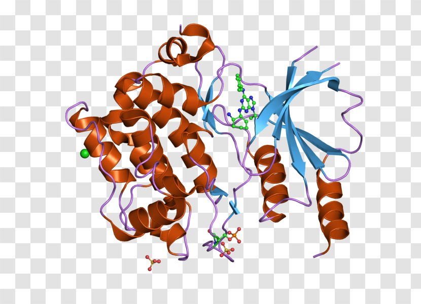 PIM1 PAK4 Kinase PAK1 Gene - Text Transparent PNG