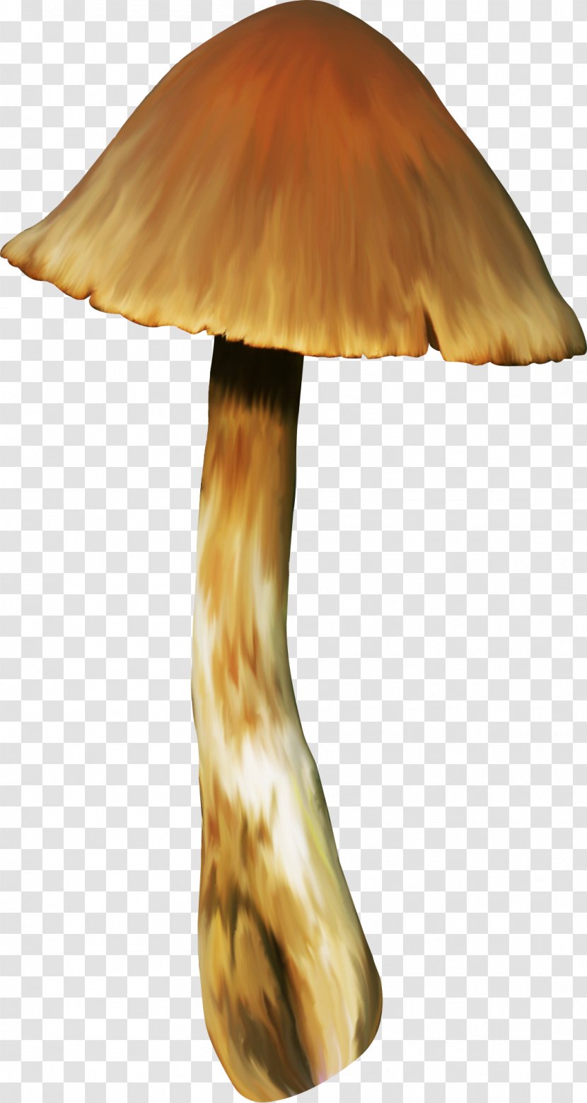 Wood Mushroom /m/083vt - Mushrooms Transparent PNG
