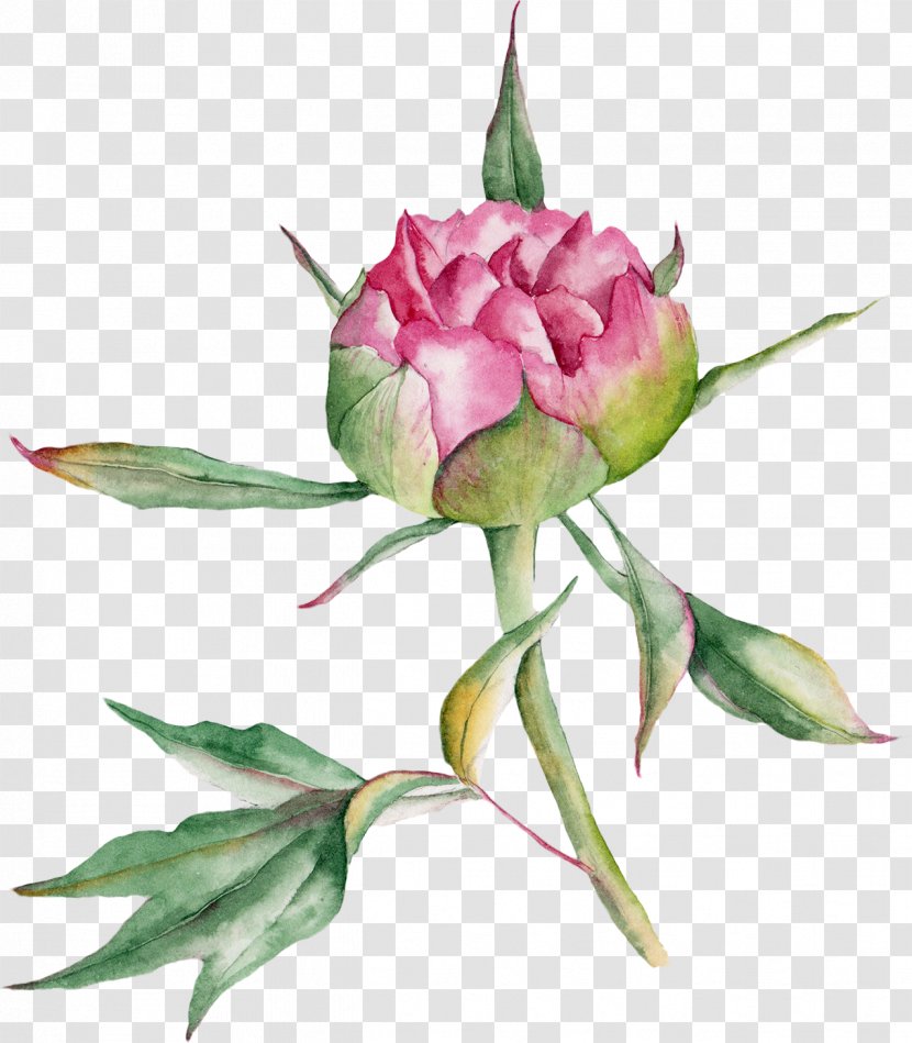 Beach Rose Watercolor Painting Drawing - Paint Transparent PNG