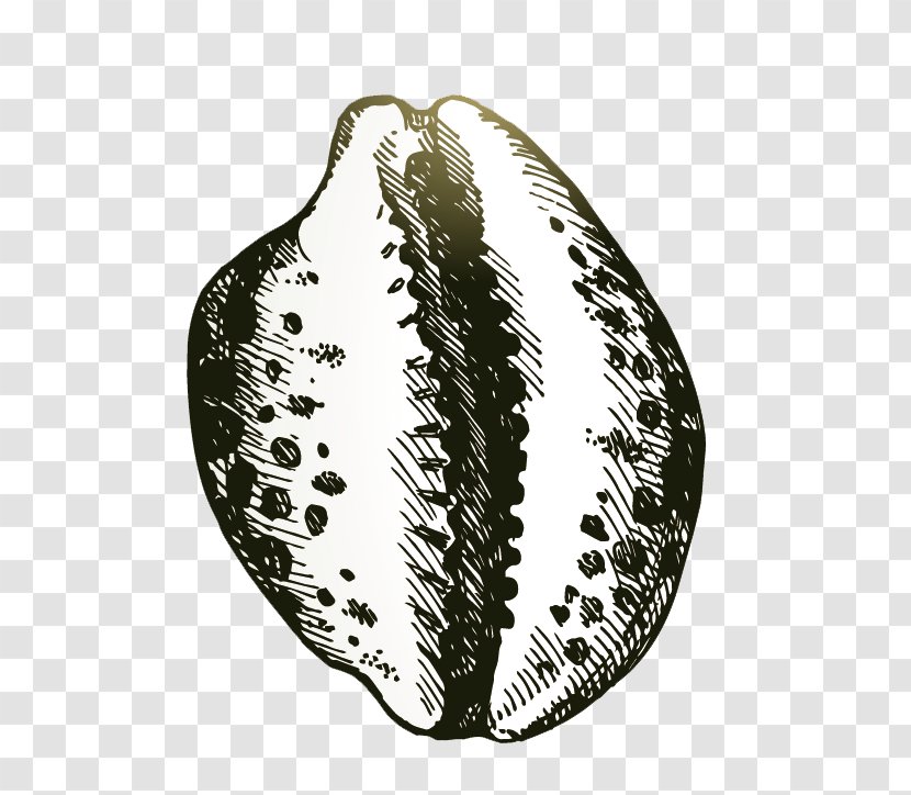 Seashell Drawing Illustration - Conch Transparent PNG