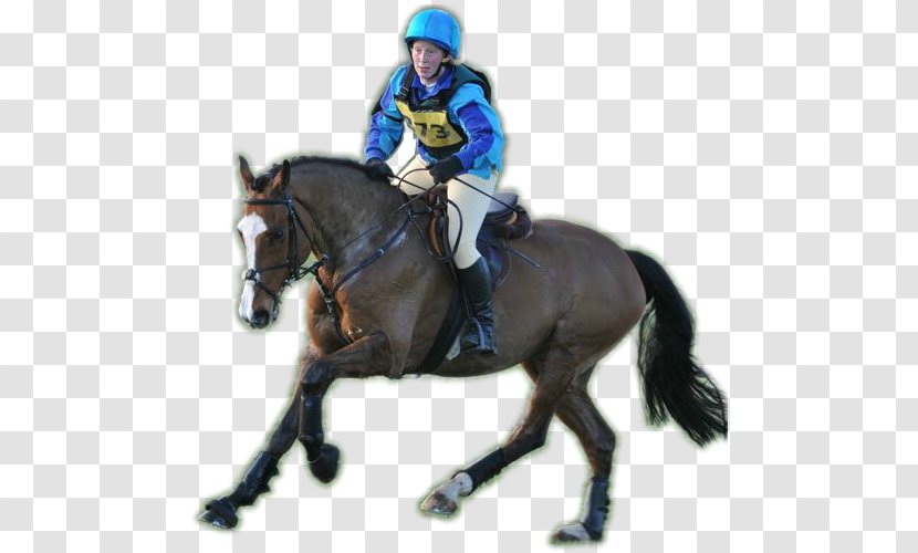 Hunt Seat Stallion Horse Equestrian Rein Transparent PNG