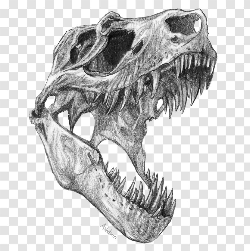 Tyrannosaurus Velociraptor Triceratops Dinosaur Skull - Monochrome Photography Transparent PNG