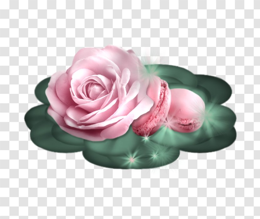 Garden Roses Cut Flowers Petal - Rose Order - Flower Transparent PNG