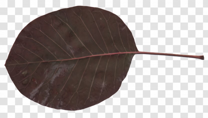 Leaf Brown Plant Tree Anthurium - Flower Transparent PNG