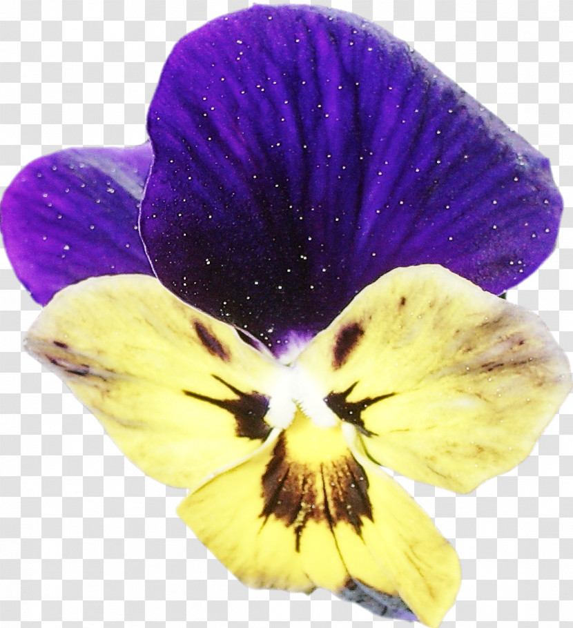Flower Violet Petal Purple Plant Transparent PNG