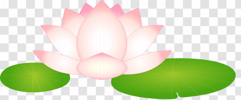 Lotus Flower Transparent PNG