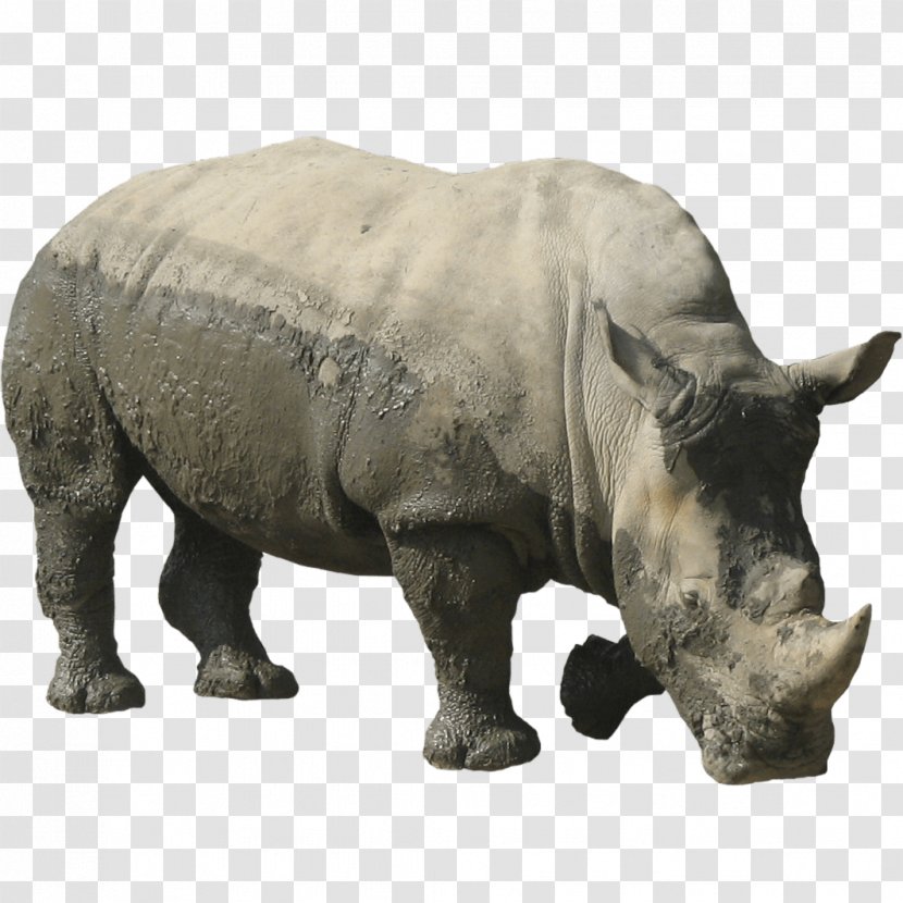 Rhinoceros 3D Computer File - Wildlife - Rhino Transparent PNG