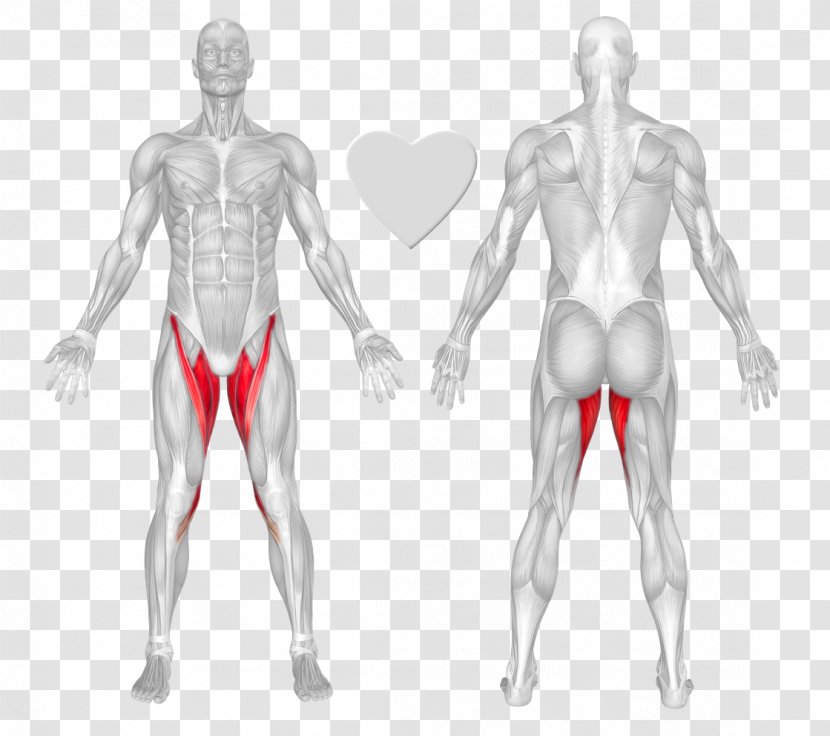 Physical Exercise Erector Spinae Muscles Rectus Abdominis Muscle Gluteus Maximus - Tree Transparent PNG