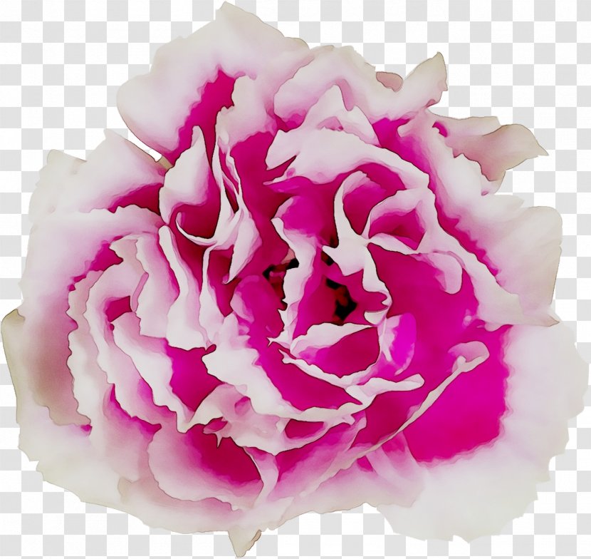 Cabbage Rose Garden Roses Cut Flowers Floral Design Peony - Family - Flower Transparent PNG