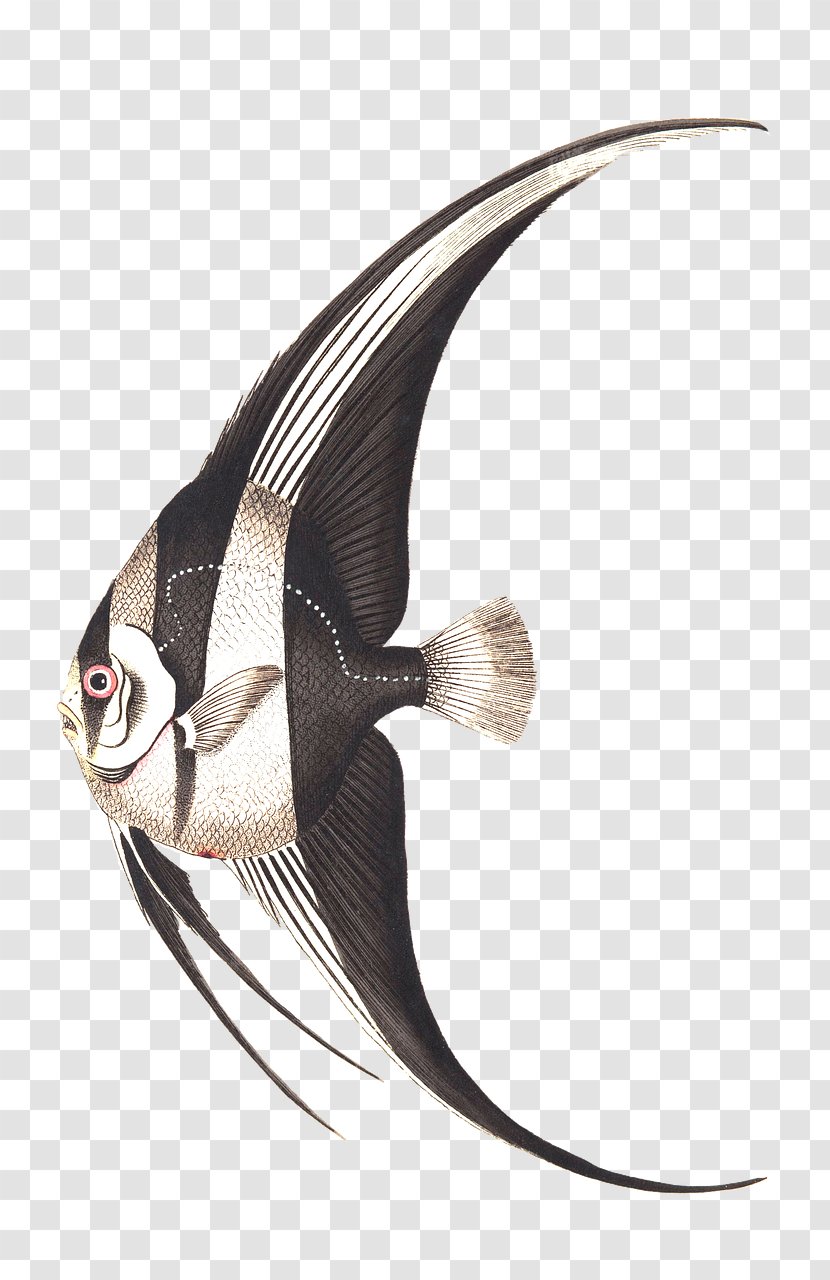 Fish Drawing Art Painting Image Transparent PNG