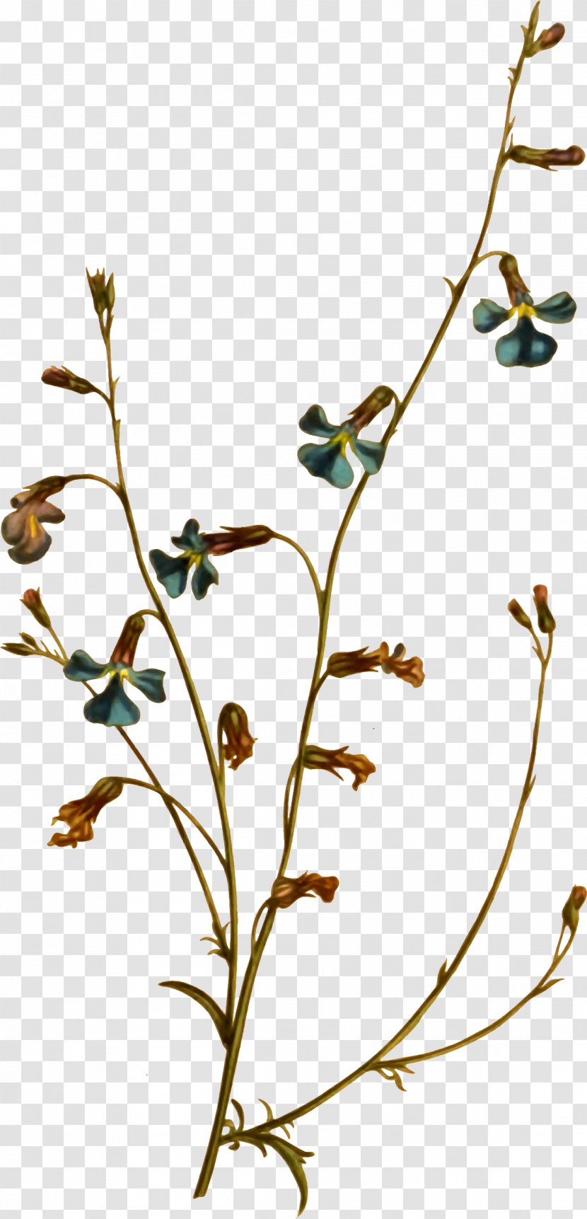 Twig Plant Stem Leaf Flowering Clip Art - Flora Transparent PNG