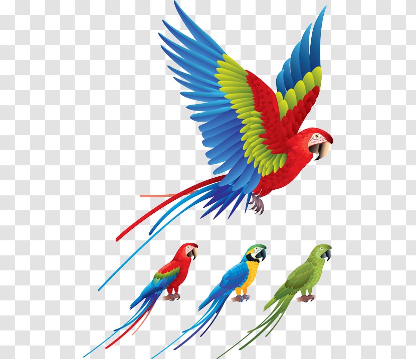 Parrot Bird Red-and-green Macaw Clip Art - Colored Birds Flying Transparent PNG