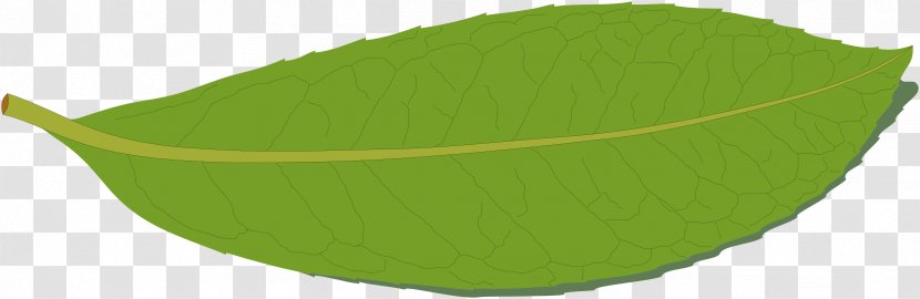 Maple Leaf Green Bay Laurel Cherry - Prunus - The Transparent PNG