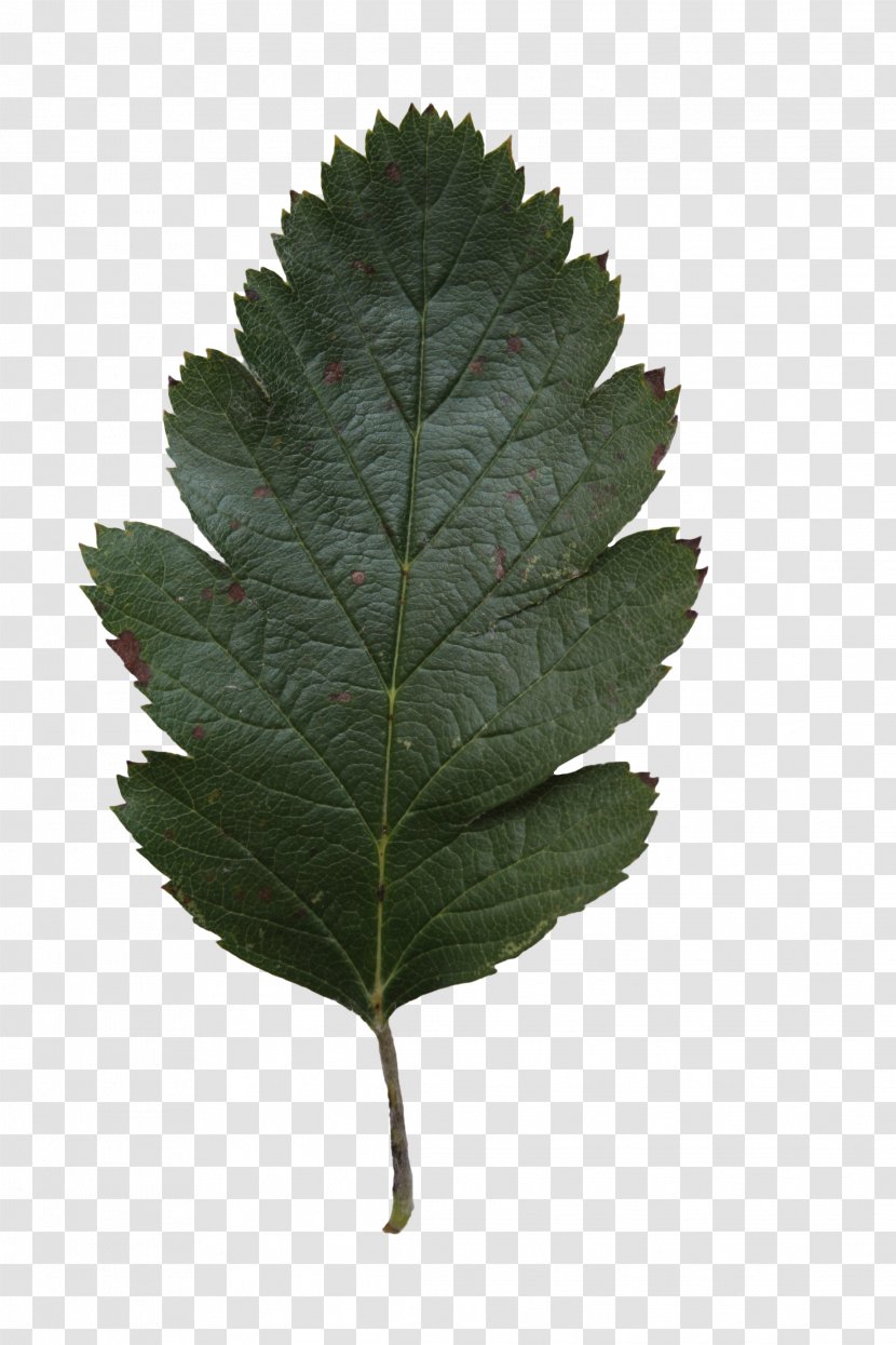 Leaf Tree Oak Alnus Glutinosa Clip Art - Texture Transparent PNG