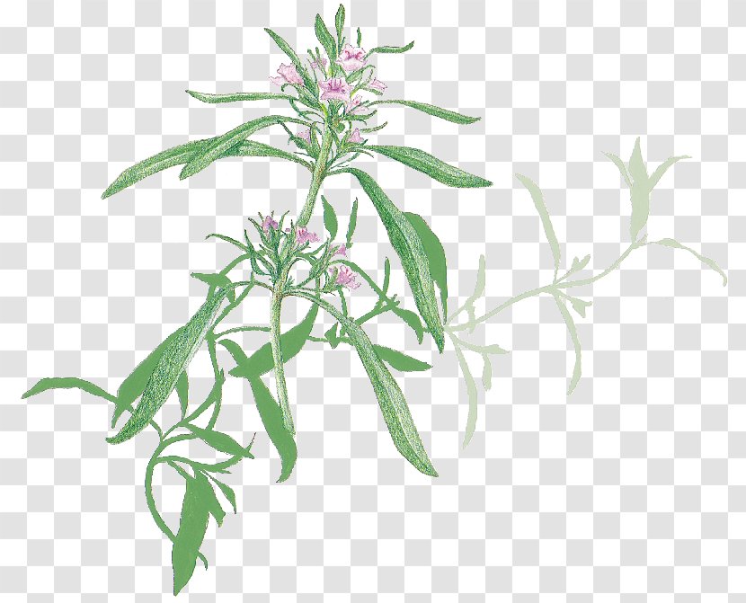 Favourite Herbs Summer Savory Plant Stem - Root Transparent PNG
