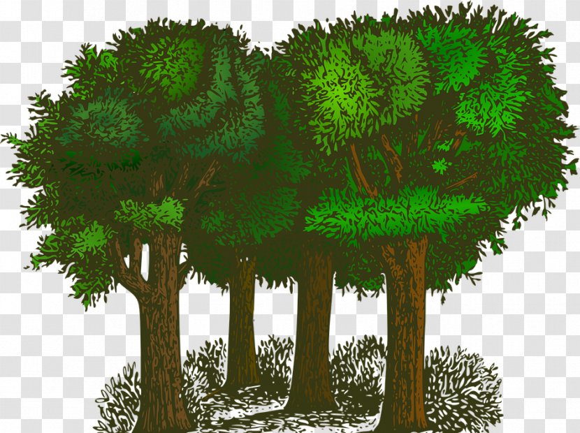Tree Fir Clip Art - Rainforest Transparent PNG