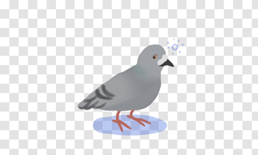 Water Bird Beak Stock Dove Pigeons And Doves - White Java Sparrow Transparent PNG