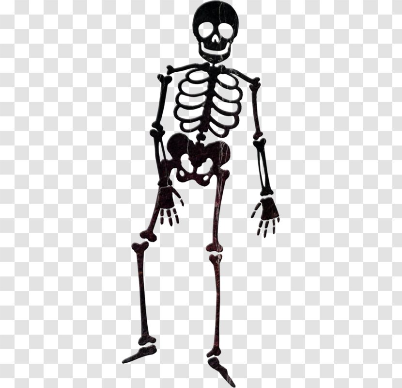 Human Skeleton Skull - Joint - Black Transparent PNG